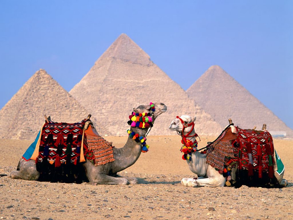 1.egypt Cairo camels-normal
